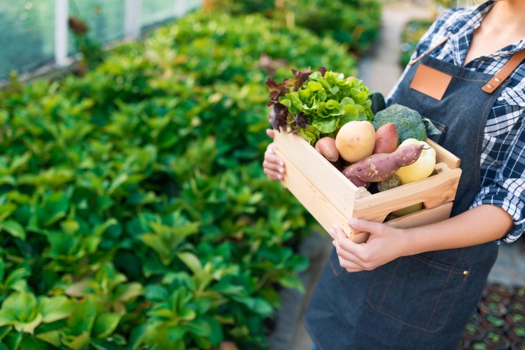 potager pacé