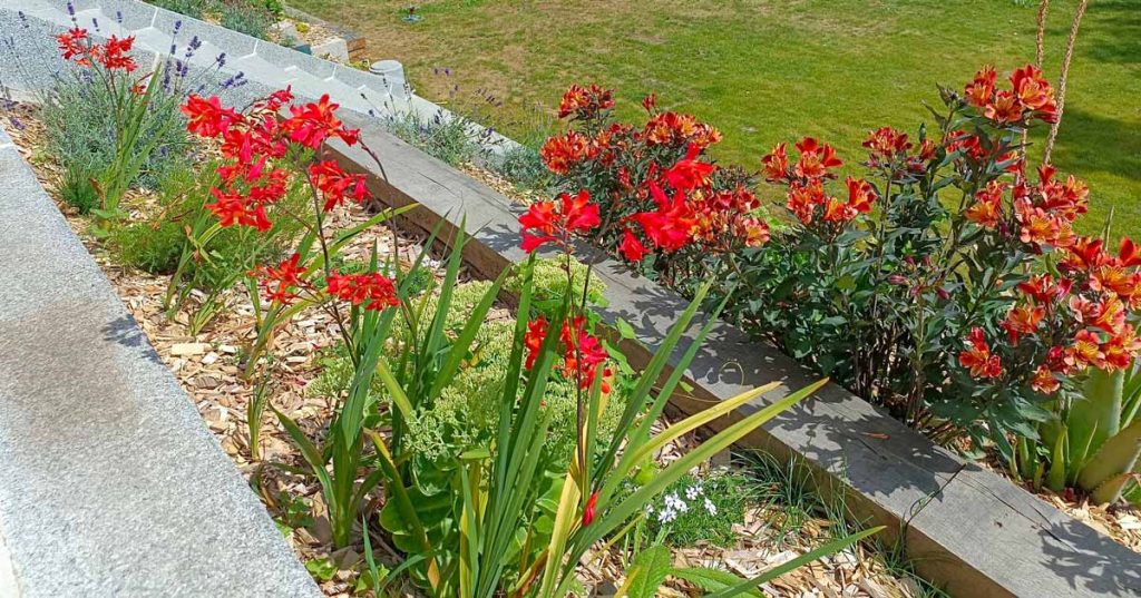 parterre de fleurs Rennes