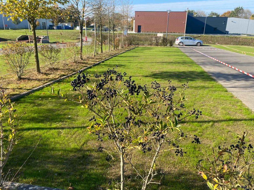 végétalisation parking Rennes