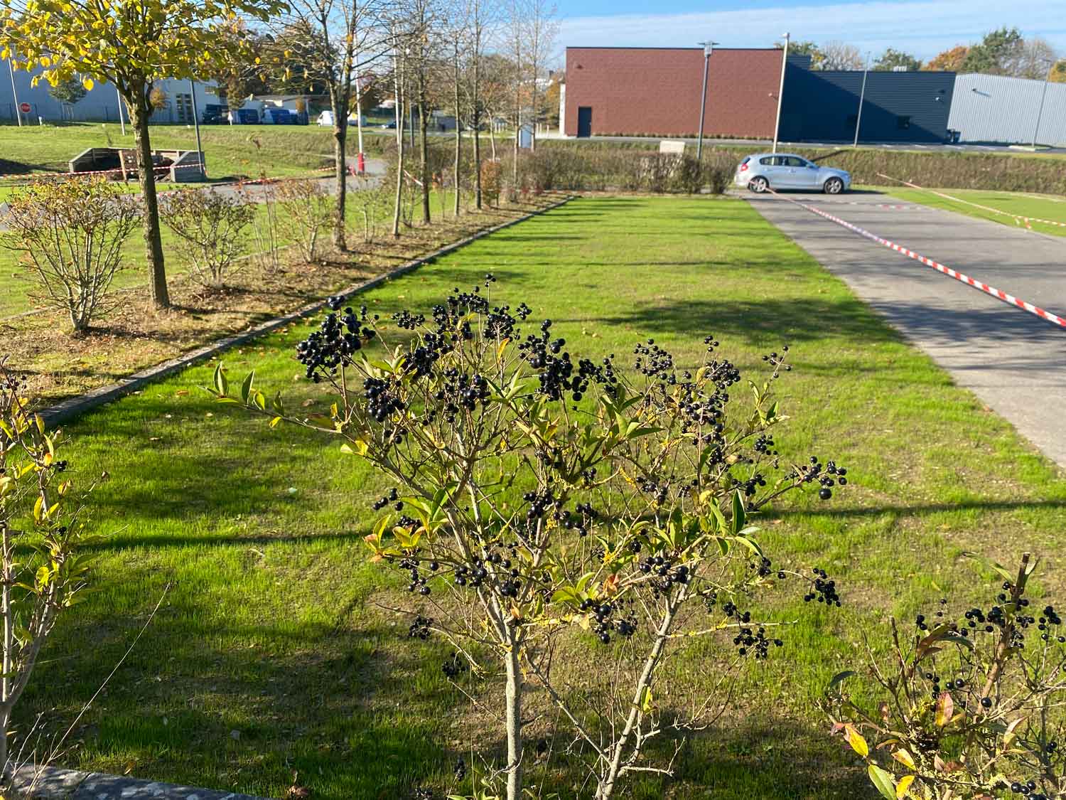végétalisation parking Rennes
